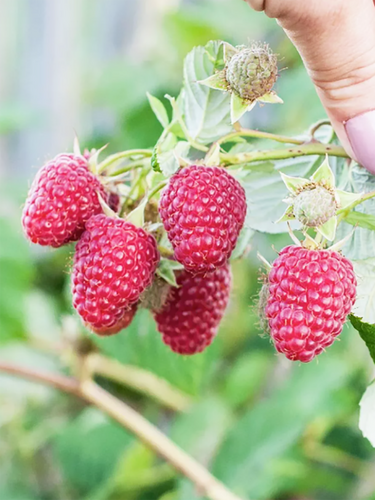 Малина ремонтантная Лагорай Плюс