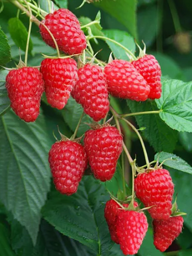 Малина ремонтантная Лагорай Плюс