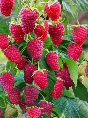 Малина ремонтантная Подарок Кашину