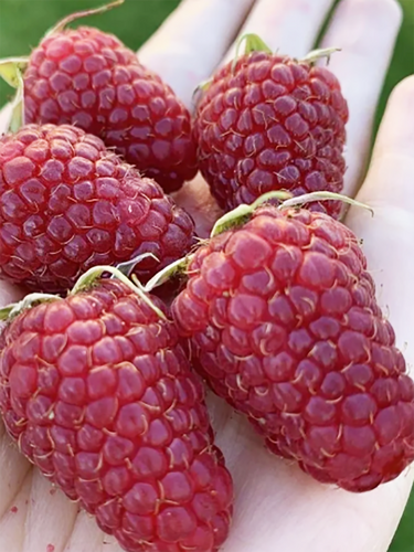 Малина ремонтантная Подарок Кашину