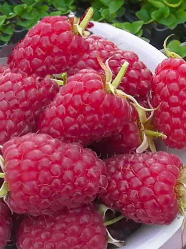 Малина ремонтантная Подарок Кашину