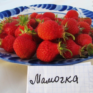 Земляника Мамочка