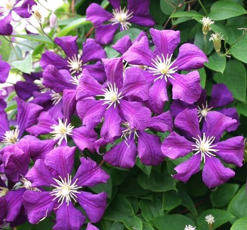 Клематис Etoile Violette (Этуаль Виолетт) 3 группа