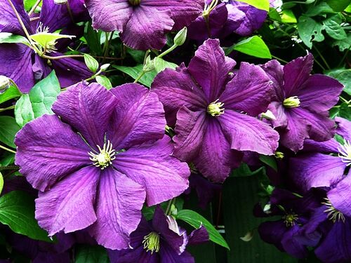 Клематис Etoile Violette (Этуаль Виолетт) 3 группа