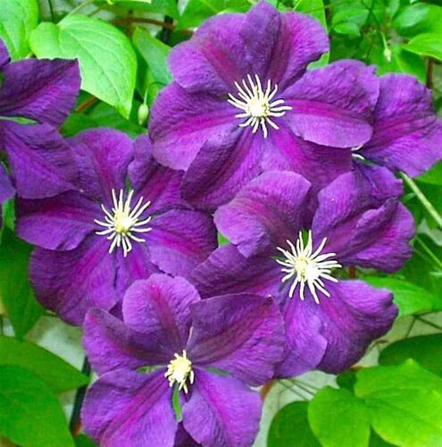 Клематис Etoile Violette (Этуаль Виолетт) 3 группа