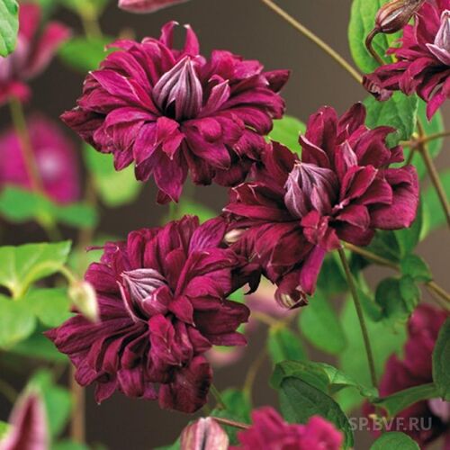 Клематис Purpurea Plena Elegans (Пурпуреа Плена Элеганс) 3 группа