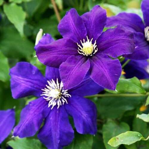 Клематис Blue Belle (Блю Белль) 3 группа