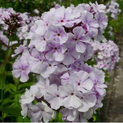 Флокс Lavender Wolke (Лаванделвольке)