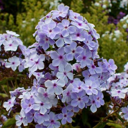 Флокс Lavender Wolke (Лаванделвольке)