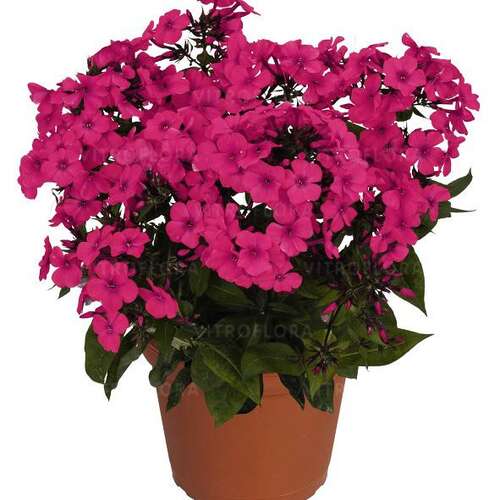Флокс метельчатый Flame Pro Cerise (Флейм Про Керизе)
