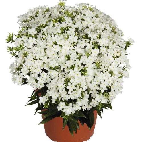 Флокс метельчатый Early White (Эрли Вайт)