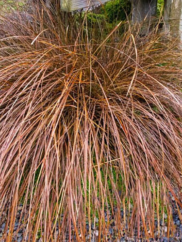 Карекс petriei Milk Shokolate ( Милк Шоколад )