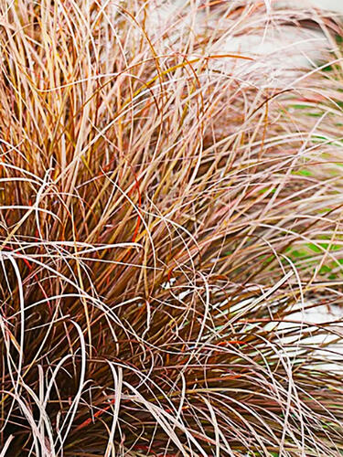 Карекс petriei Milk Shokolate ( Милк Шоколад )