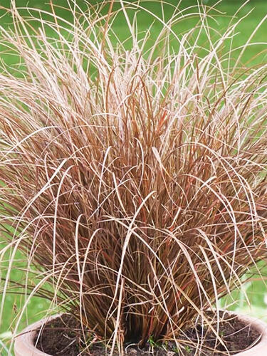 Карекс petriei Milk Shokolate ( Милк Шоколад )