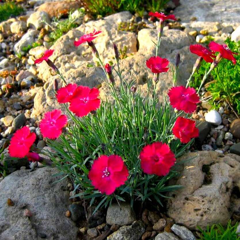 Гвоздика Dianthus