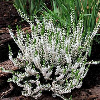 Вереск обыкновенный Long White (Лонг Вайт)