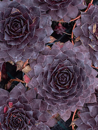 Молодило BigSam Black Cherry (Биг Сэм Блэк Черри)