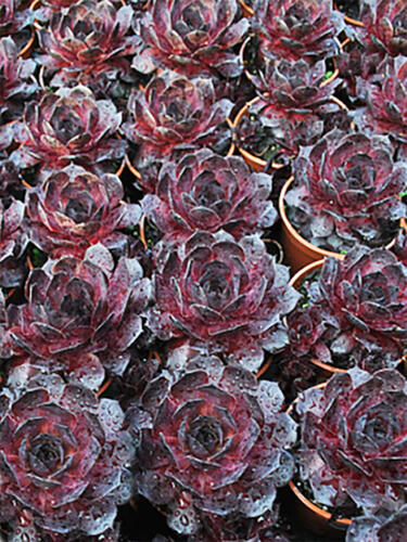 Молодило BigSam Black Cherry (Биг Сэм Блэк Черри)