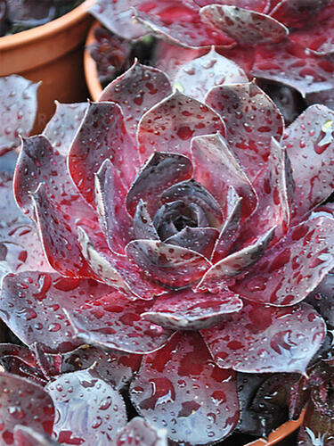 Молодило BigSam Black Cherry (Биг Сэм Блэк Черри)