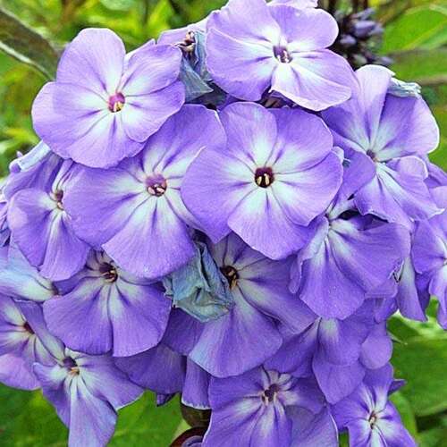 Флокс метельчатый Blue Boy (Блю Бой)