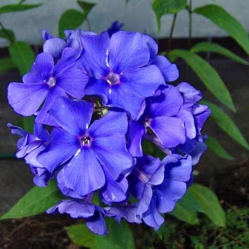 Флокс метельчатый Blue Boy (Блю Бой)