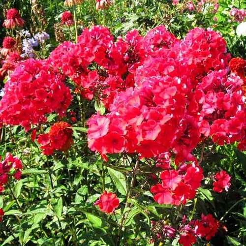 Флокс метельчатый Grenadine Dream (Гренадин Дрим), корень в упаковке