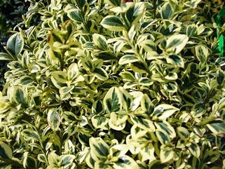 Самшит вечнозеленый Variegata (Вариегата)