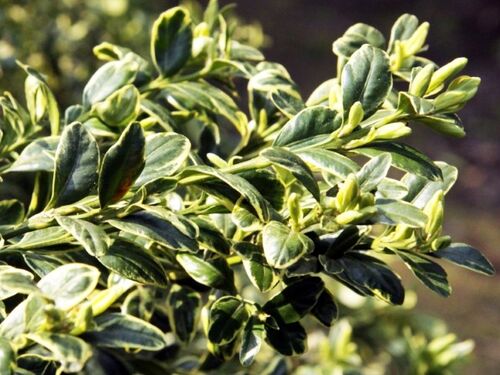 Самшит вечнозеленый Variegata (Вариегата)