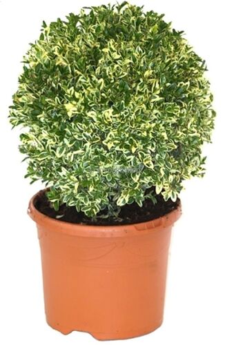 Самшит вечнозеленый Variegata (Вариегата)
