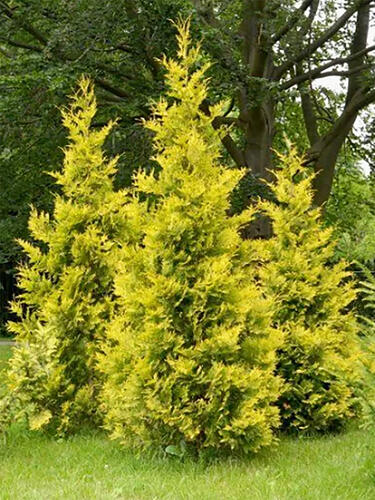 Туя западная Golden Brabant ( Голден Брабант)