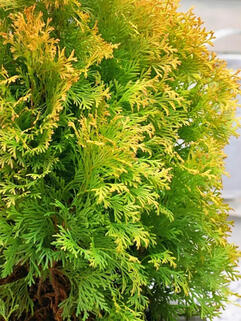 Туя западная Golden Brabant ( Голден Брабант)