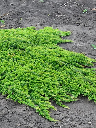 Можжевельник горизонтальный  Принц Уэльский (Prince of Wales)