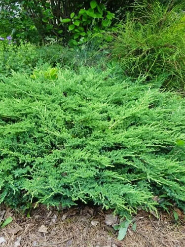 Можжевельник горизонтальный  Принц Уэльский (Prince of Wales)