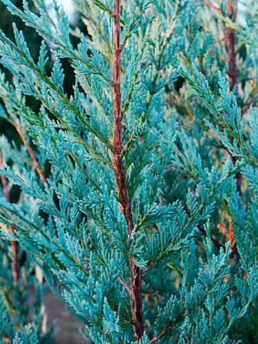 Можжевельник скальный Moonglow (Мунглоу)