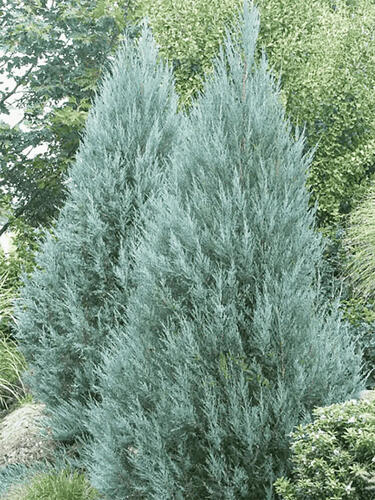 Можжевельник скальный Moonglow (Мунглоу)