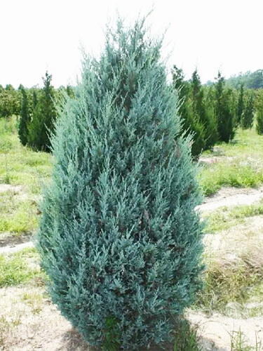 Можжевельник скальный Moonglow (Мунглоу)