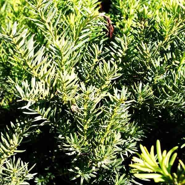 Тис Средний Фото