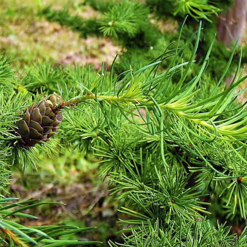 Лиственница европейская (Larix decidua)