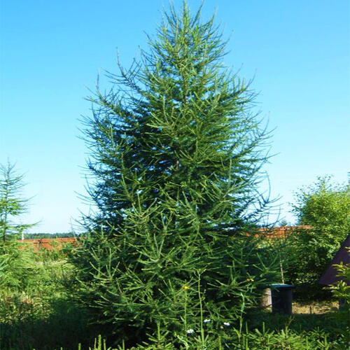 Лиственница европейская (Larix decidua)