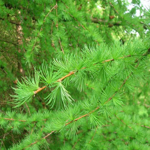 Лиственница европейская (Larix decidua)