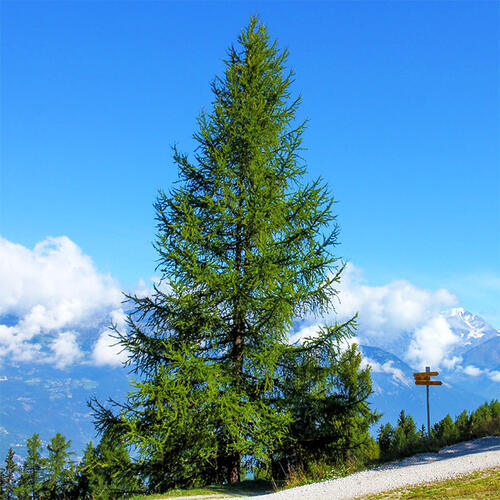 Лиственница европейская (Larix decidua)