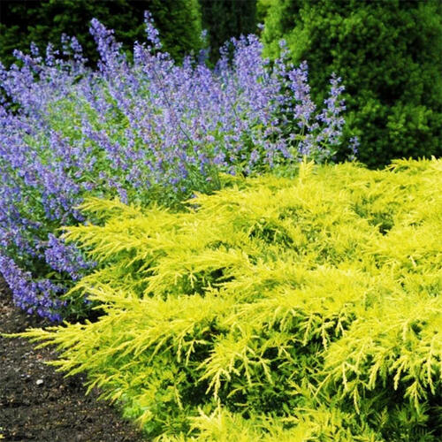 Можжевельник пфитцериана King of Spring (Кинг оф Спринг)