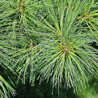 Сосна веймутова Pinus Strobus (Пинус Стробус)
