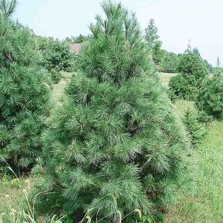Сосна веймутова Pinus Strobus (Пинус Стробус)