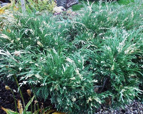 Можжевельник казацкий Variegata