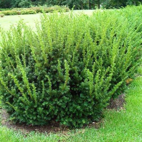 Тис средний Densiformis (Денсиформис)