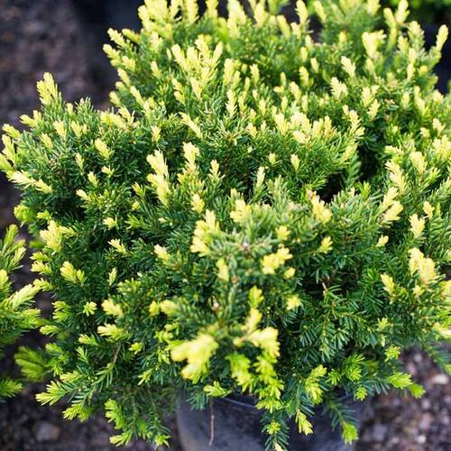Тис средний Densiformis (Денсиформис)