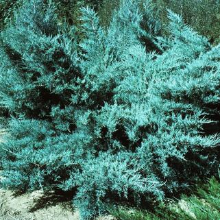 Можжевельник средний Pfitzeriana Glauca