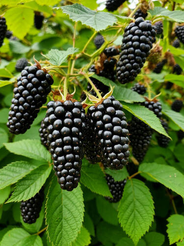 Ежевика Karaka Black (Карака Блек)