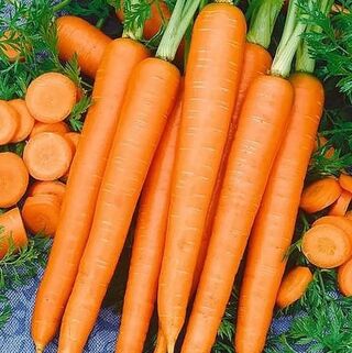 Морковь Император семена